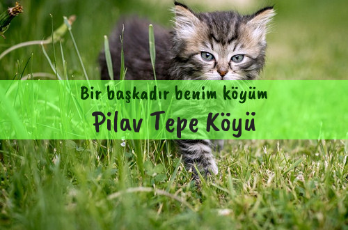 Pilav Tepe Köyü